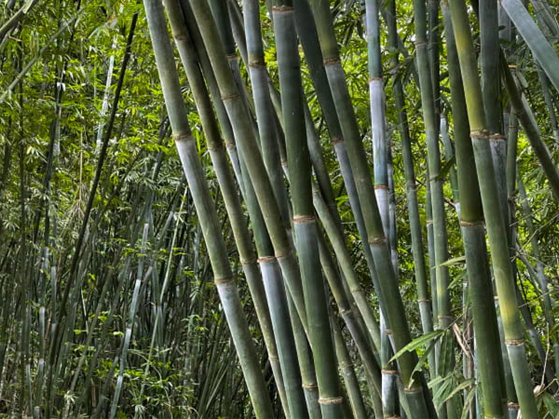 Bamboo