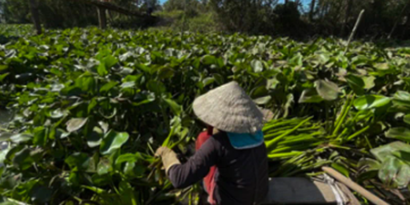 Water Hyacinth Harvest